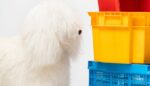 Пуф Visionnaire Klipper Dog — изображение 5